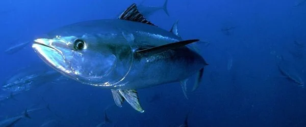 “Descubre las 8 Curiosidades Más Sorprendentes sobre el Fascinante Mundo del Atún”