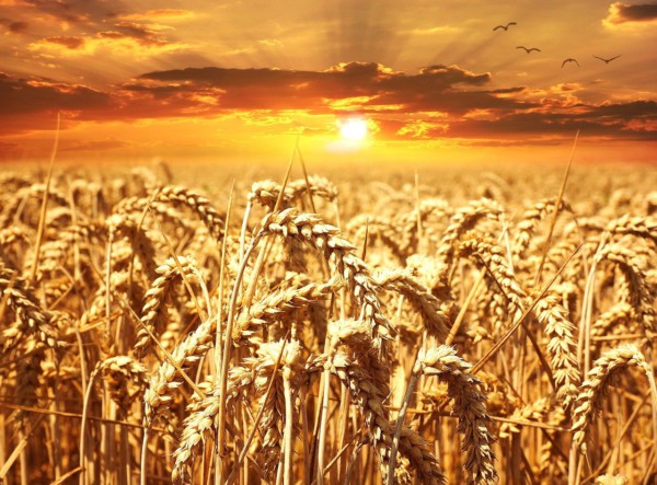 MSC Noticias - wheat-field-640960_1280 Alimentos y Bebidas 