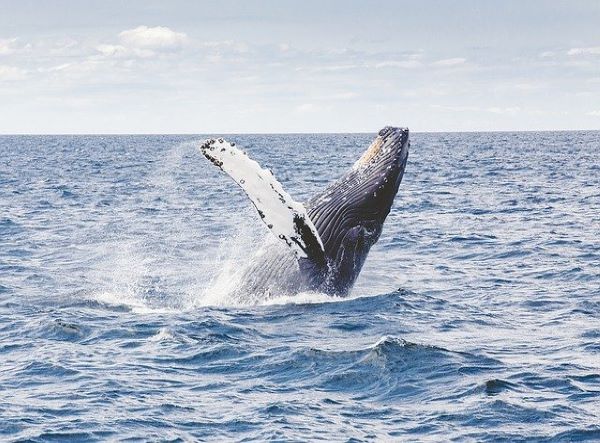 MSC Noticias - humpback-whale-1209297_640 Tal Dia Como Hoy 